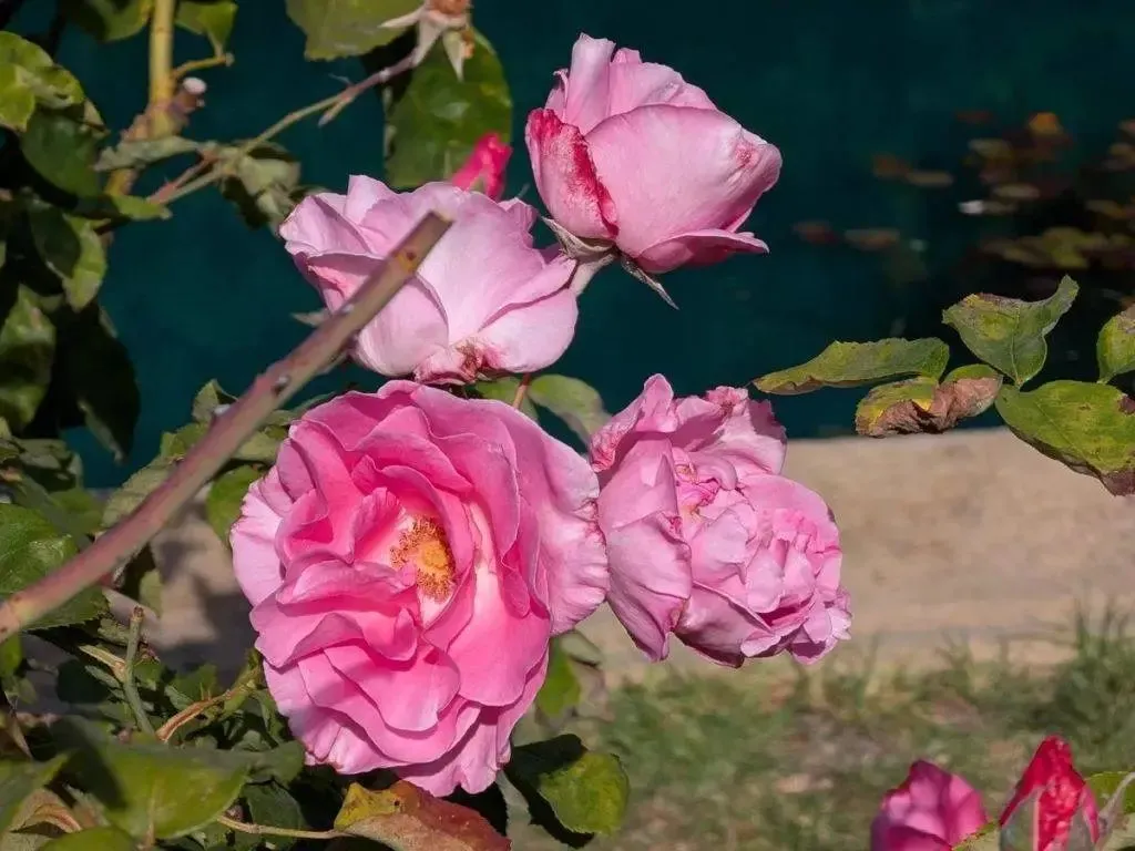 Google Pixel,在當今的市場中確實是一款非常獨特的手機