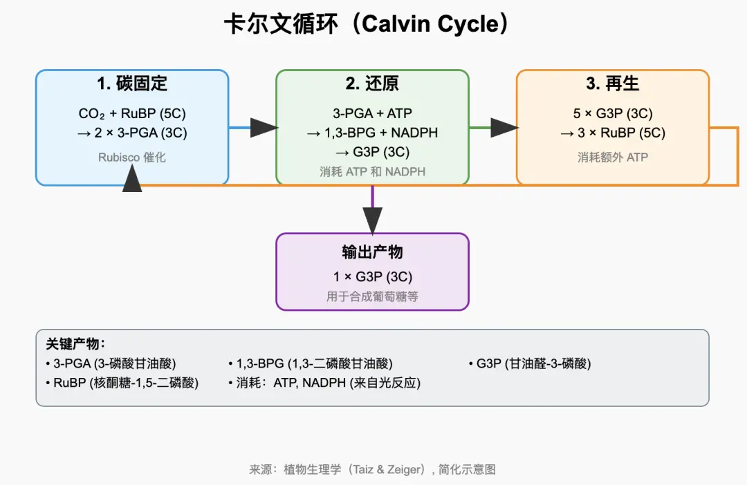 王興一鳴驚人!美團(tuán)首個(gè)開源大模型追平DeepSeek-V3.1